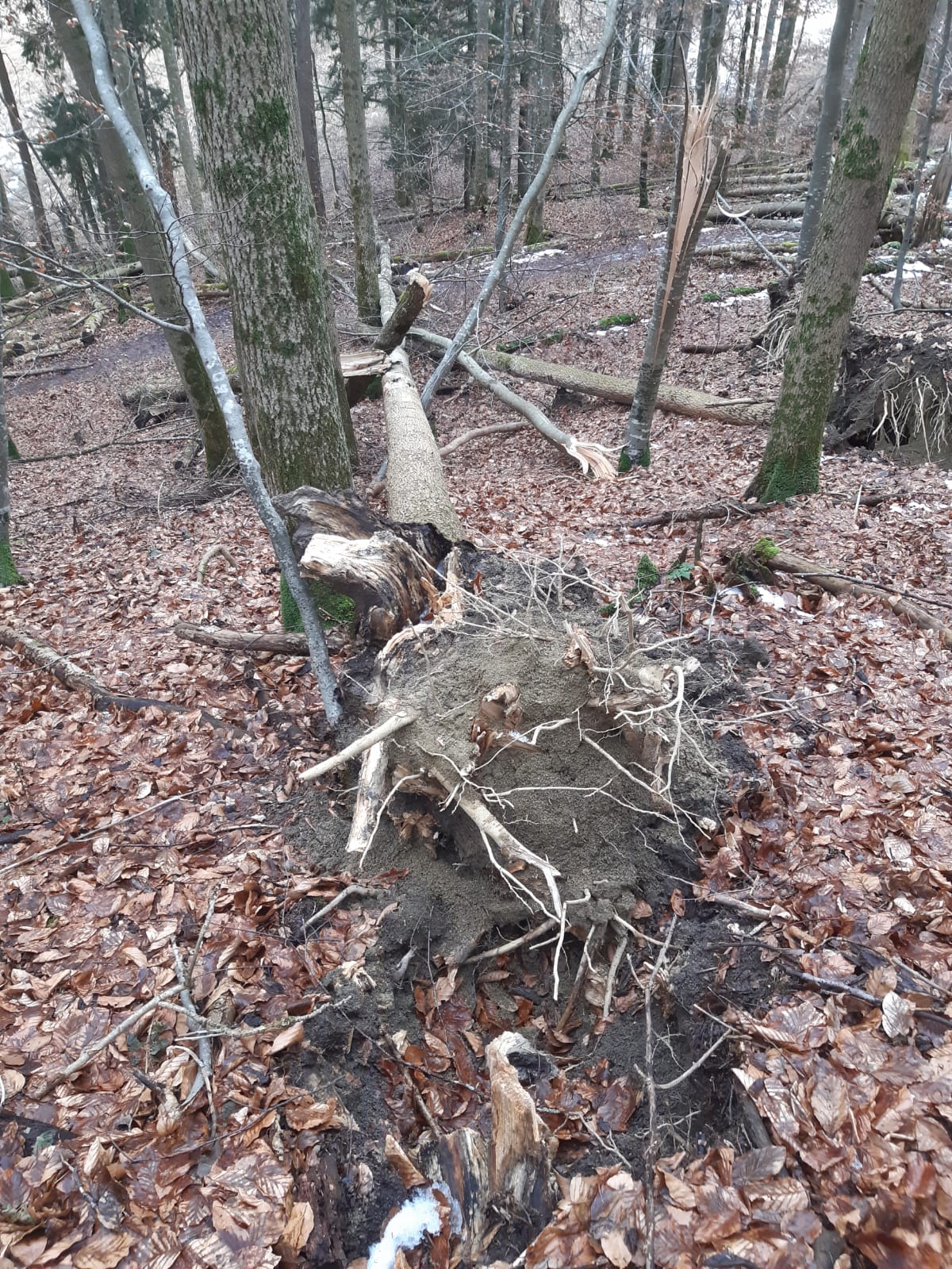 Geschädigte Esche ohne Wurzeln Bildnachweis: Bayerische Staatsforsten