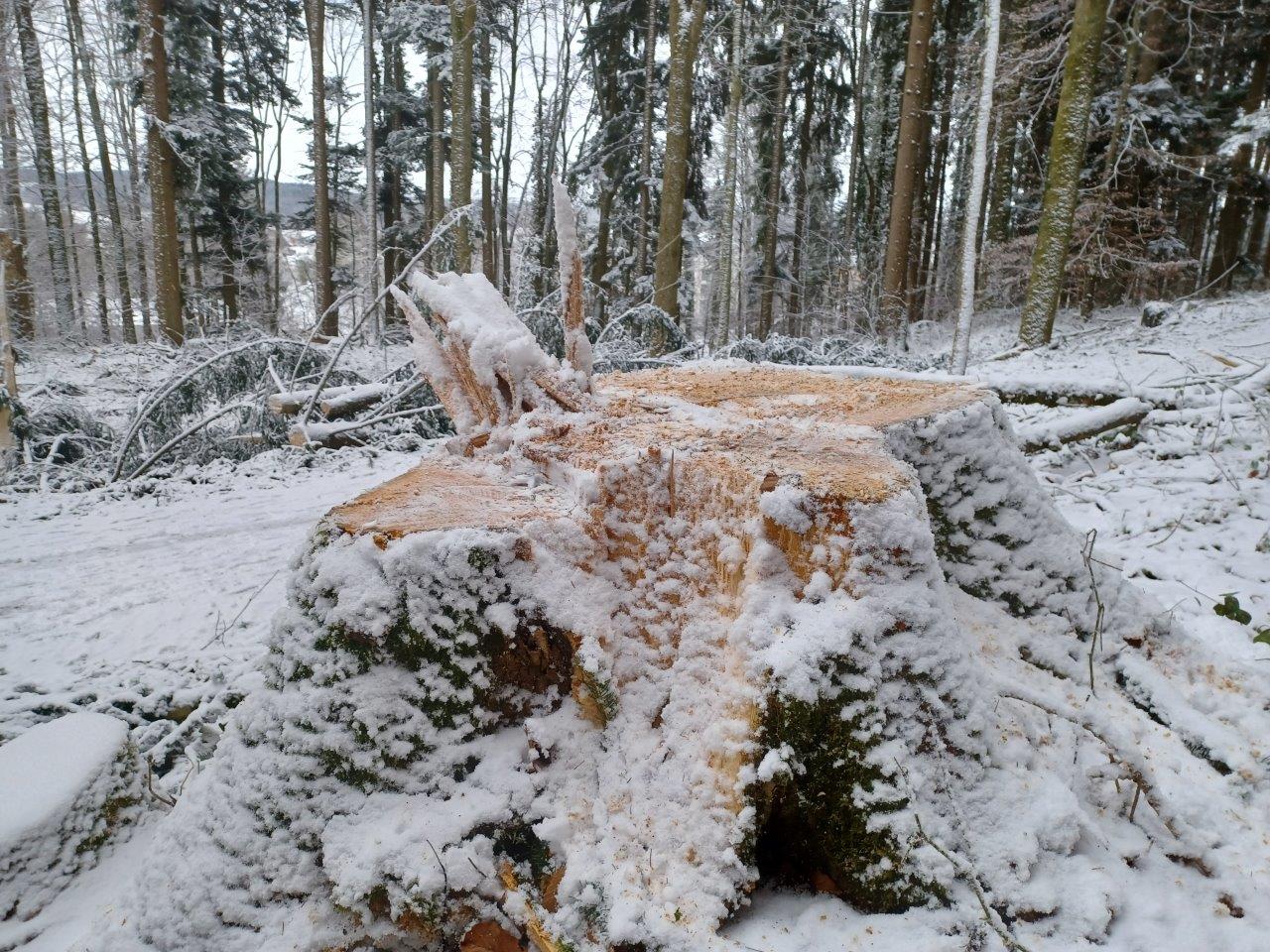 Wurzelstock am Weg - Bildnachweis Bayerische Staatsforsten