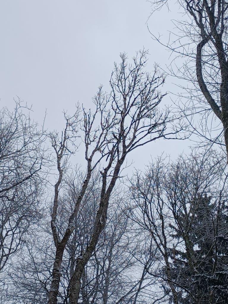 Vom Eschentriebsterben geschädigte Esche - Bildnachweis: Bayerische Staatsforsten