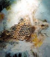 Künstler von Ottobeuren | Atelier Carmen Kirkpatrick-Russ